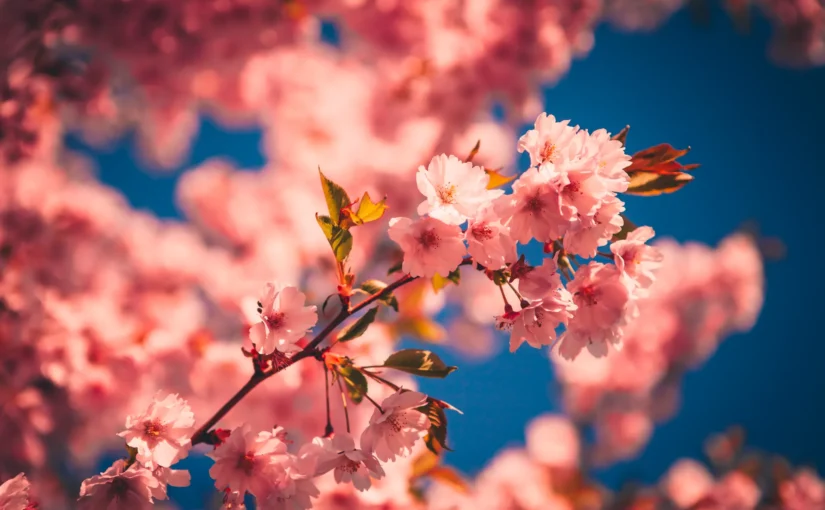 【YY181001】[度云已挂] [夜桜汉化组][160623][yosino]《花子》简体中文硬盘版[FLASH GAME][CN]